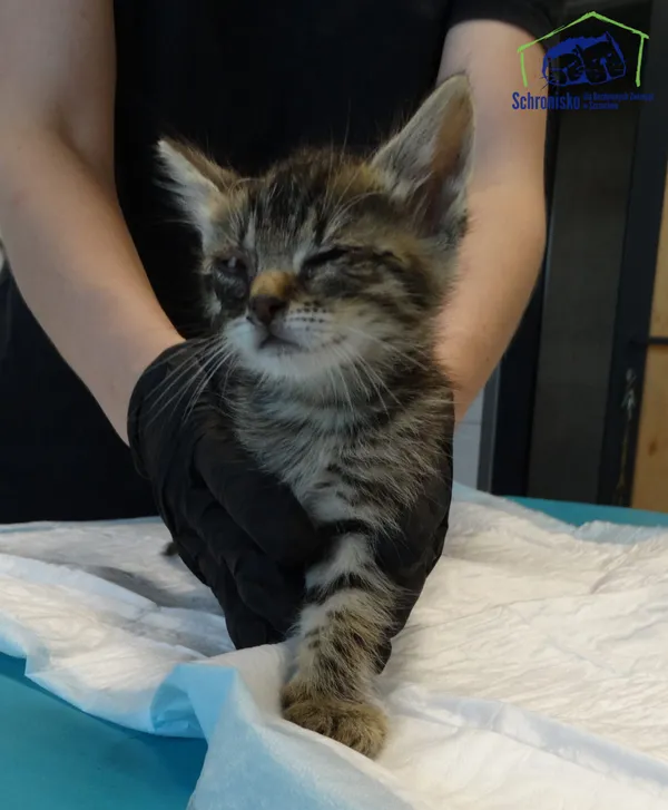 Kot do adopcji, Szczecin, 21 sierpnia 2025