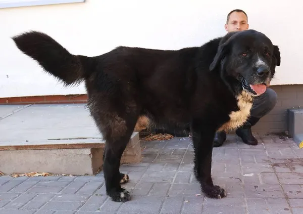 Znaleziono psa, Łódź, 20 sierpnia 2025 (1/3)