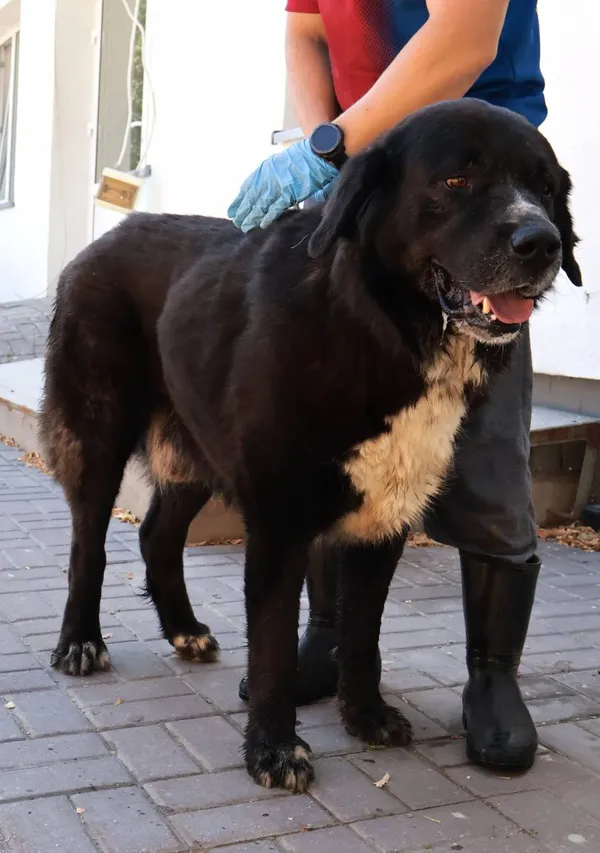 Znaleziono psa, Łódź, 20 sierpnia 2025 (2/3)