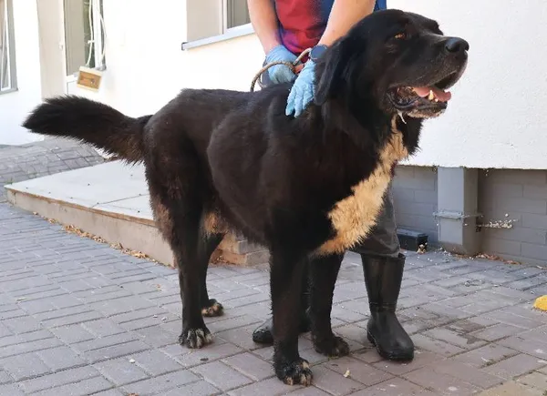 Znaleziono psa, Łódź, 20 sierpnia 2025 (3/3)