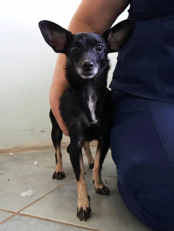 Znaleziono psa, Łódź, 20 sierpnia 2025 (2/5)