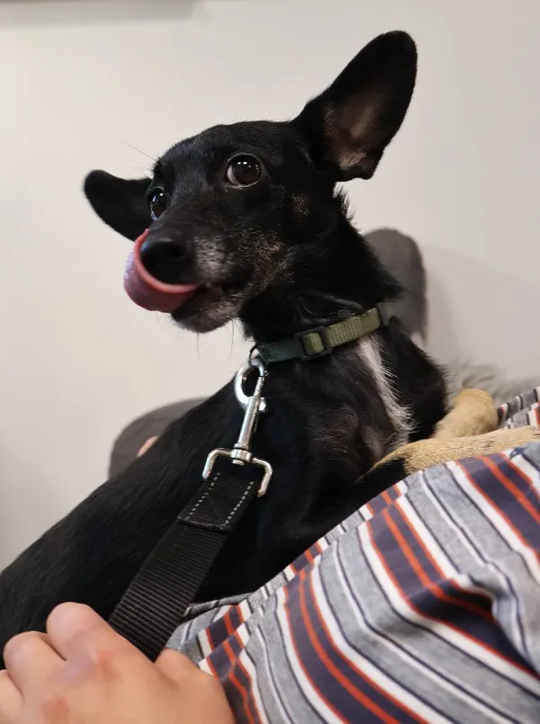 Znaleziono psa, Łódź, 20 sierpnia 2025 (4/5)