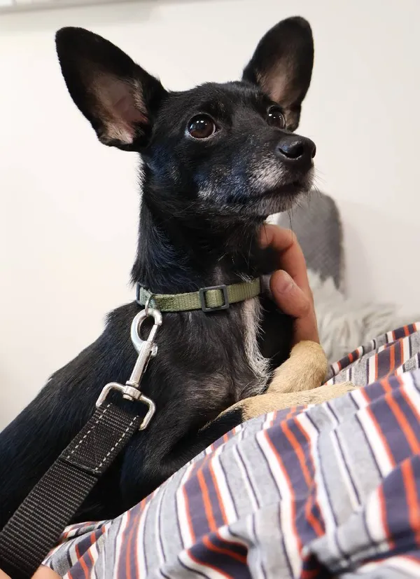 Znaleziono psa, Łódź, 20 sierpnia 2025 (5/5)