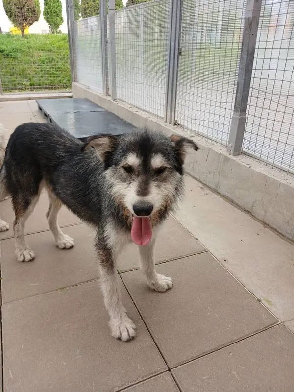 Znaleziono psa, Gdańsk, 21 sierpnia 2025