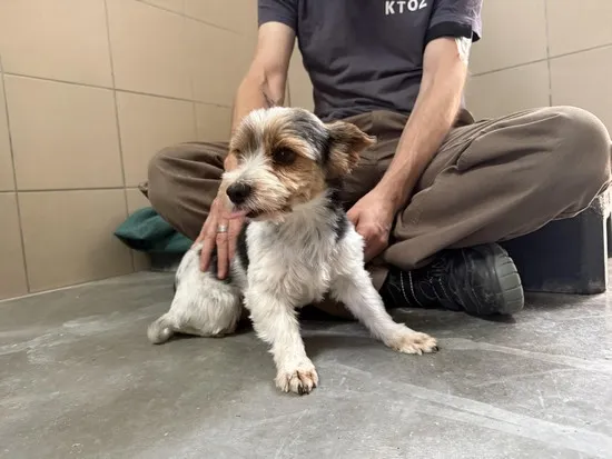 Pies do adopcji, Kraków, 7 sierpnia 2025