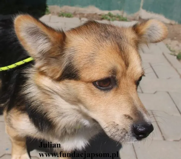 Pies do adopcji, Nowy Dwór Mazowiecki, 21 sierpnia 2025 (3/5)