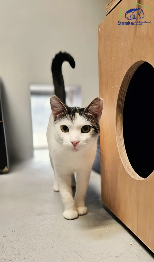 Znaleziono kota, Szczecin, 21 sierpnia 2025 (1/3)