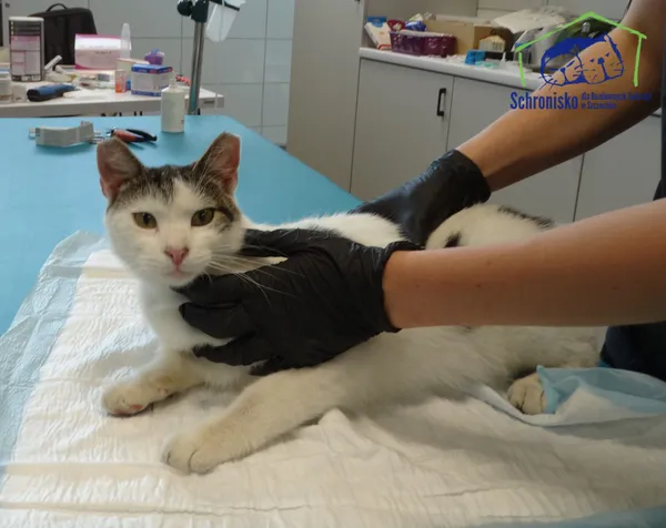 Znaleziono kota, Szczecin, 21 sierpnia 2025 (2/3)