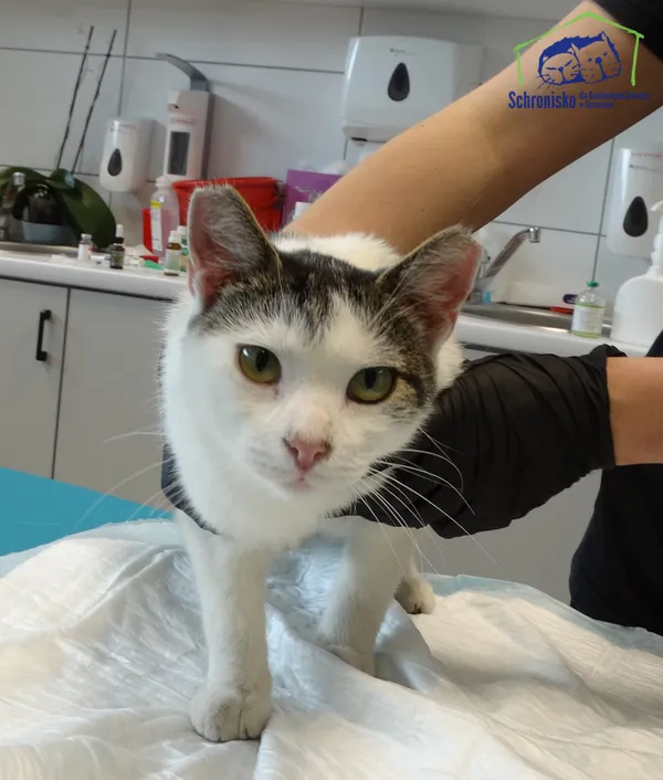 Znaleziono kota, Szczecin, 21 sierpnia 2025 (3/3)