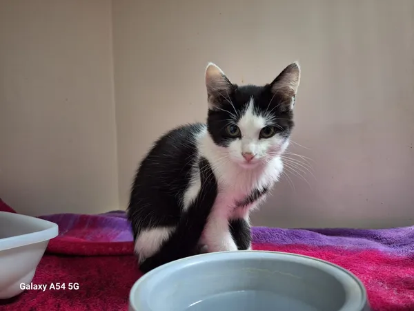 Kot do adopcji, Orzechowce, 21 sierpnia 2025 (3/5)