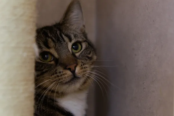 Kot do adopcji, Sosnowiec, 10 lipca 2025 (4/5)