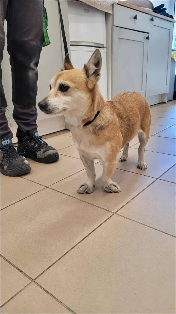 Znaleziono psa, Grudziądz, 22 sierpnia 2025