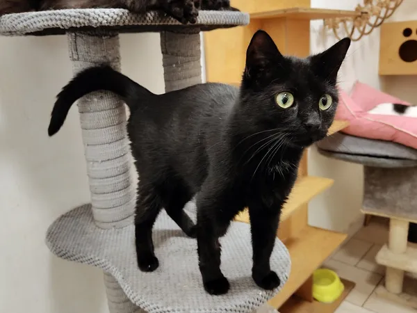 Kot do adopcji, Włocławek, 21 sierpnia 2025 (2/5)