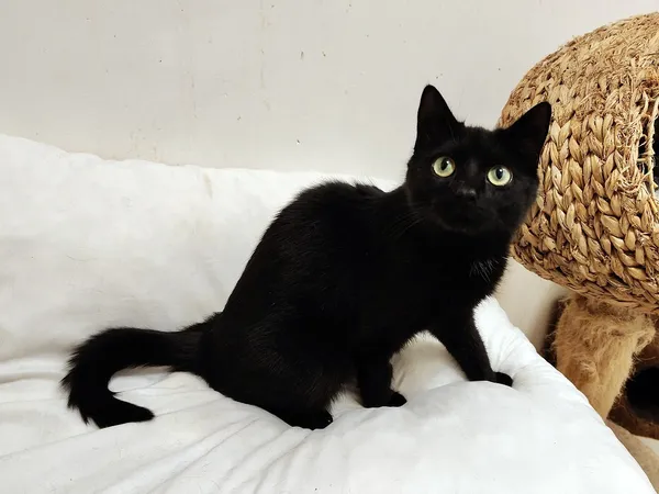 Kot do adopcji, Włocławek, 21 sierpnia 2025 (5/5)