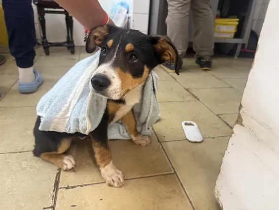 Pies do adopcji, Kraków, 20 sierpnia 2025