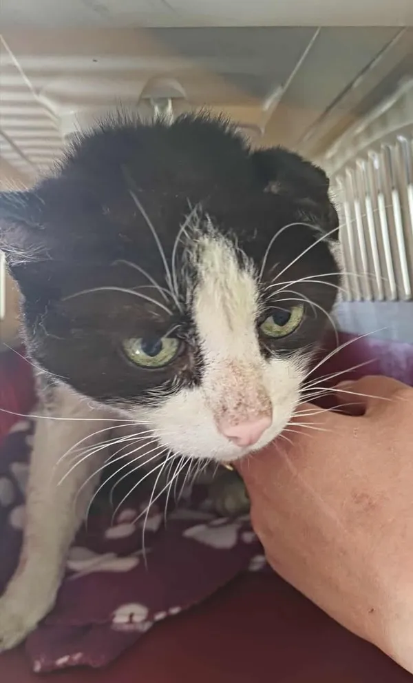 Znaleziono kota, Lublin, 22 sierpnia 2025