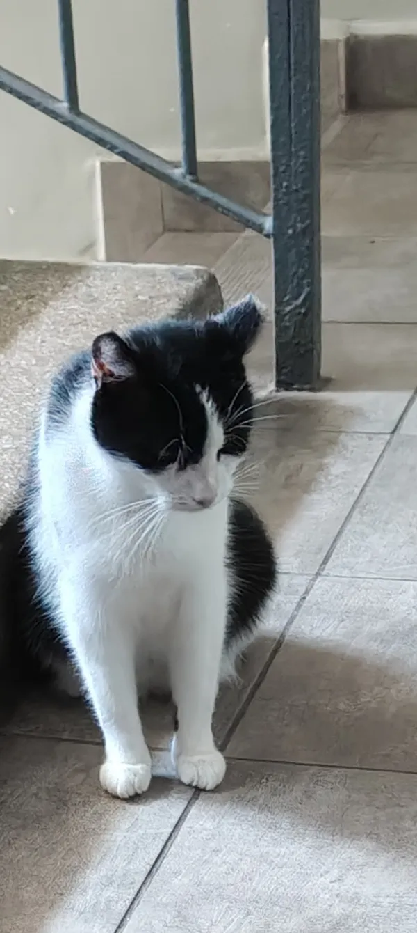 Zaginął kot, Łódź, 22 sierpnia 2025