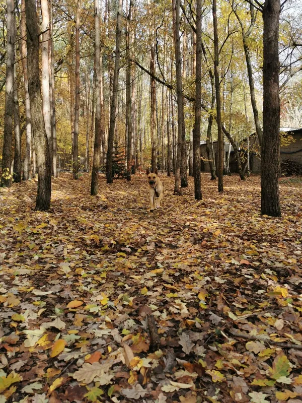 Pies do adopcji, Milanówek, 26 października 2025 (4/5)