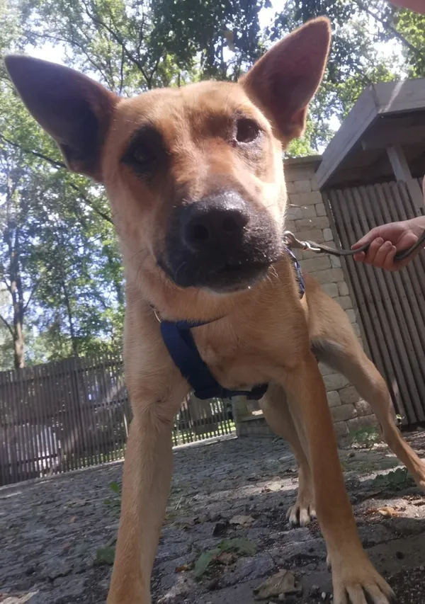 Pies do adopcji, Milanówek, 26 października 2025 (5/5)