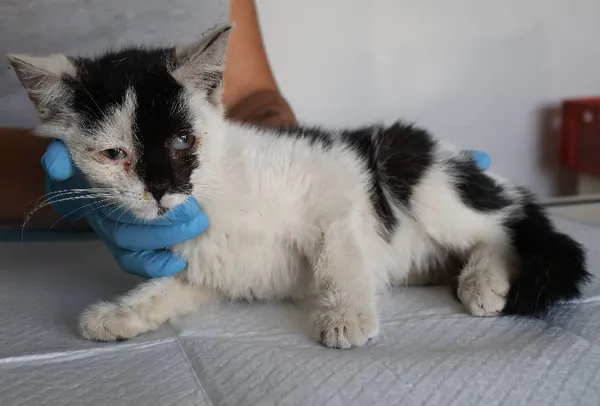 Znaleziono kota, Łódź, 21 sierpnia 2025 (1/5)