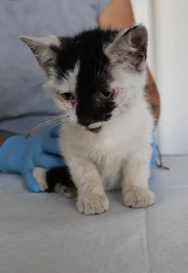 Znaleziono kota, Łódź, 21 sierpnia 2025 (2/5)