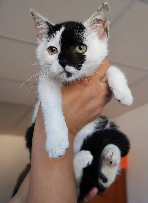 Znaleziono kota, Łódź, 21 sierpnia 2025 (3/5)