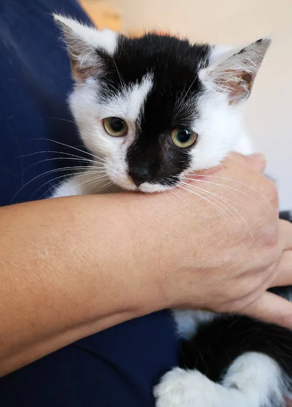 Znaleziono kota, Łódź, 21 sierpnia 2025 (5/5)