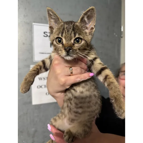 Znaleziono kota, Białystok, 20 sierpnia 2025