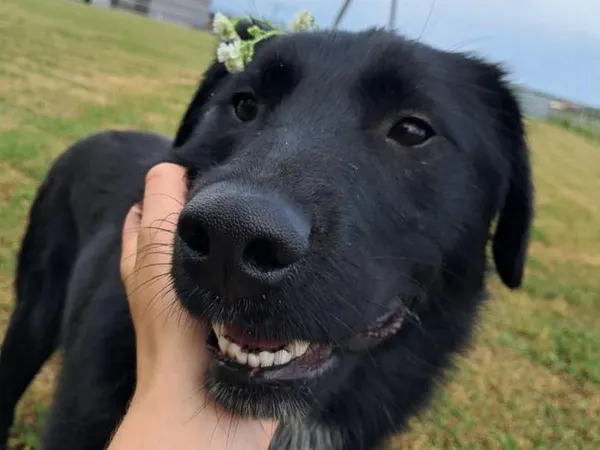 Znaleziono psa, Tatary, 16 kwietnia 2025 (2/4)