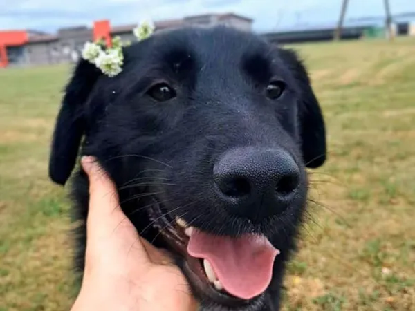 Znaleziono psa, Tatary, 16 kwietnia 2025 (3/4)