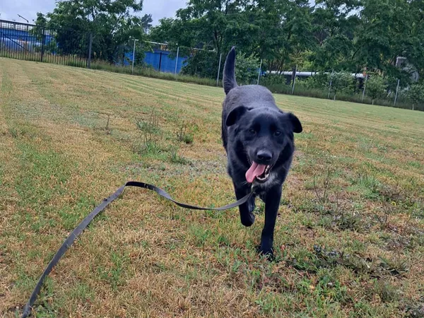 Znaleziono psa, Tatary, 16 kwietnia 2025 (4/4)