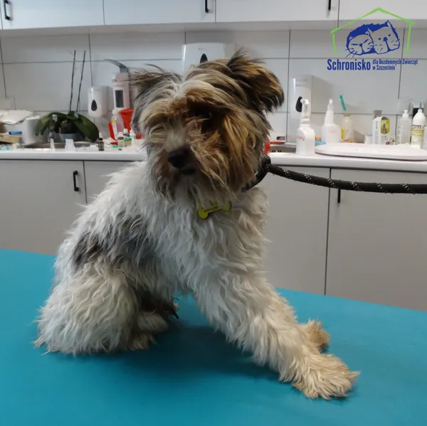 Znaleziono psa, Szczecin, 22 sierpnia 2025 (1/2)