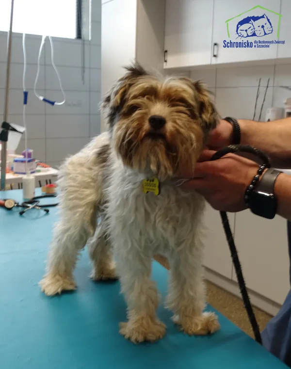 Znaleziono psa, Szczecin, 22 sierpnia 2025 (2/2)