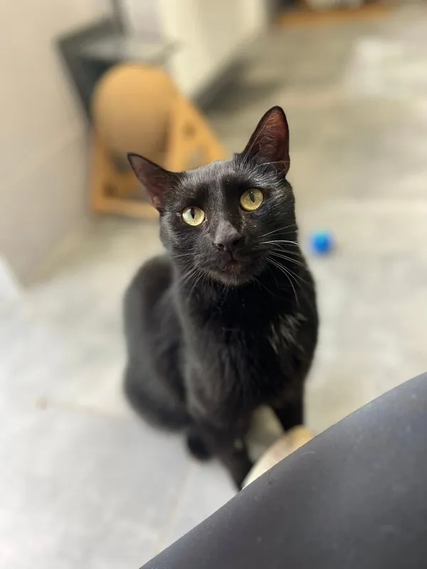 Kot do adopcji, Tychy, 5 sierpnia 2025