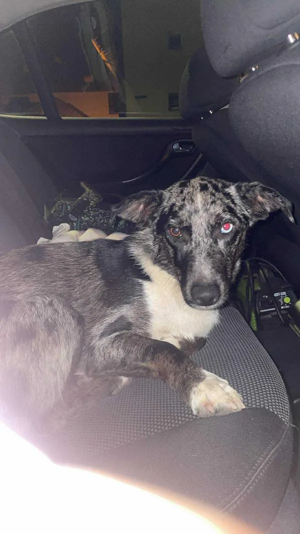 Znaleziono psa, Międzybrodzie Żywieckie, 23 sierpnia 2025