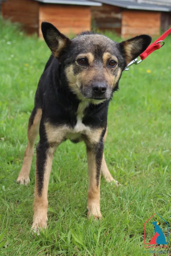 Pies do adopcji, Grudziądz, 28 lipca 2025