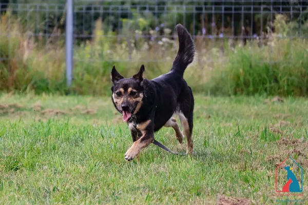 Pies do adopcji, Grudziądz, 28 lipca 2025 (2/5)