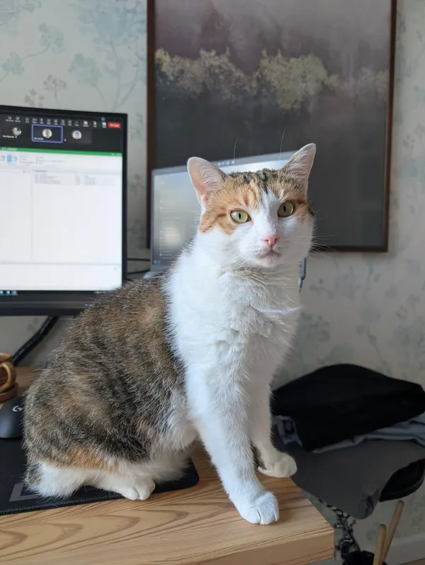 Zaginął kot, Steklinek, 23 sierpnia 2025