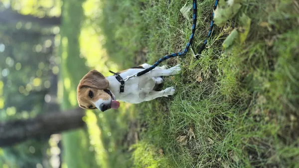 Zaginął pies, Łódź, 22 sierpnia 2025