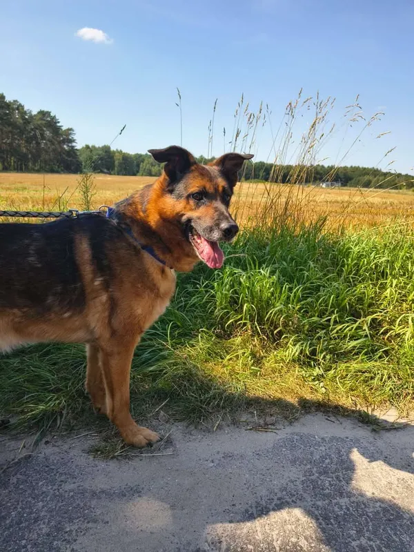 Oddam psa, Warszawa, Zacisze, 23 sierpnia 2025 (1/5)