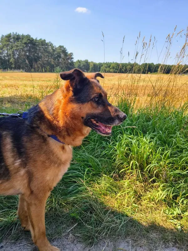 Oddam psa, Warszawa, Zacisze, 23 sierpnia 2025 (4/5)