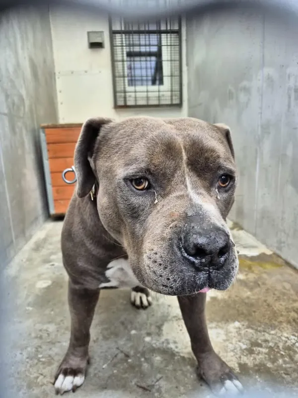 Znaleziono psa, Lublin, 22 sierpnia 2025