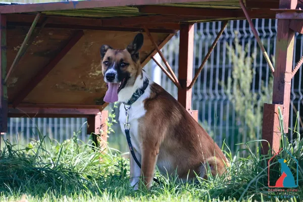 Pies do adopcji, Grudziądz, 28 lipca 2025 (1/5)