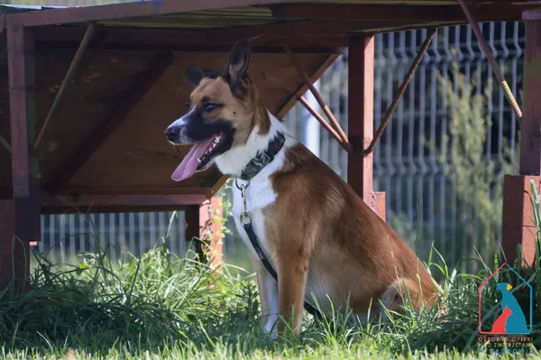 Pies do adopcji, Grudziądz, 28 lipca 2025 (4/5)