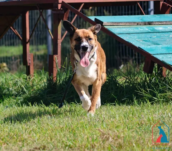 Pies do adopcji, Grudziądz, 28 lipca 2025 (5/5)