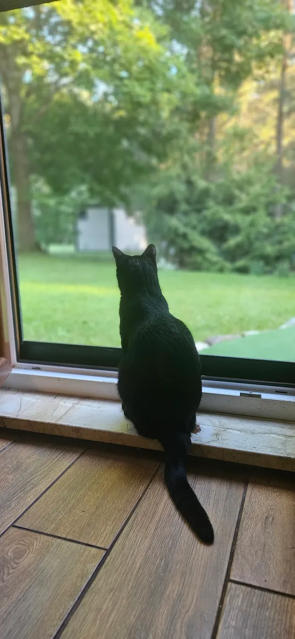 Zaginął kot, Osiek, 23 sierpnia 2025 (3/3)