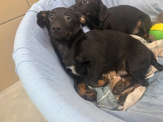 Pies do adopcji, Kraków, 22 sierpnia 2025