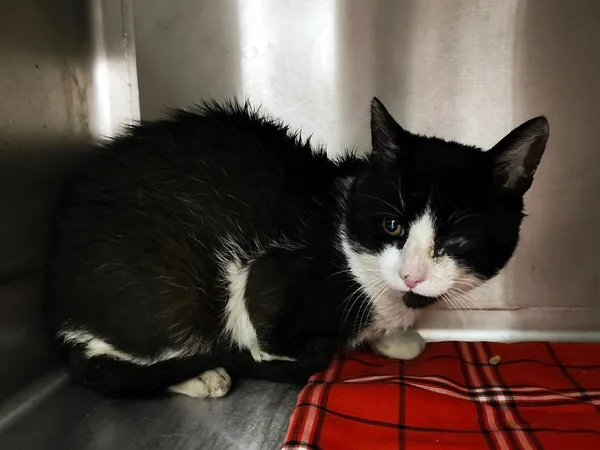 Kot do adopcji, Włocławek, 22 sierpnia 2025 (2/2)