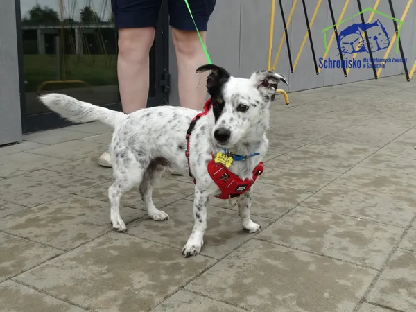 Pies do adopcji, Szczecin, 23 sierpnia 2025 (4/5)