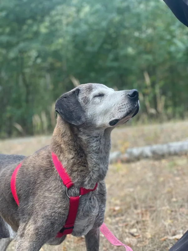 Pies do adopcji, Milanówek, 23 sierpnia 2025 (1/5)